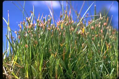 APII jpeg image of Isolepis aucklandica  © contact APII