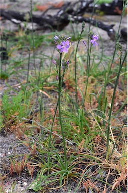 APII jpeg image of Arthropodium strictum  © contact APII