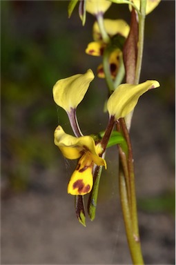 APII jpeg image of Diuris leopardina  © contact APII