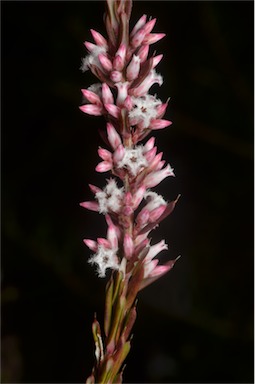 APII jpeg image of Leucopogon ericoides  © contact APII