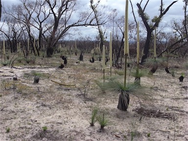 APII jpeg image of Xanthorrhoea australis  © contact APII