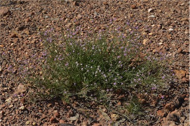 APII jpeg image of Spergularia brevifolia  © contact APII