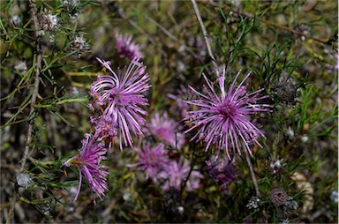 APII jpeg image of Isopogon formosus subsp. formosus  © contact APII