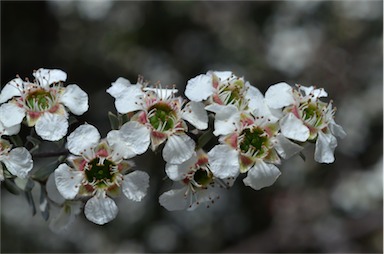 APII jpeg image of Leptospermum lanigerum  © contact APII