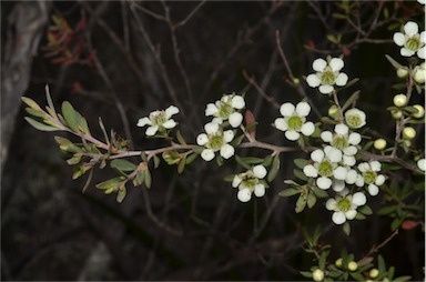 APII jpeg image of Leptospermum continentale  © contact APII