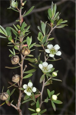 APII jpeg image of Leptospermum continentale  © contact APII