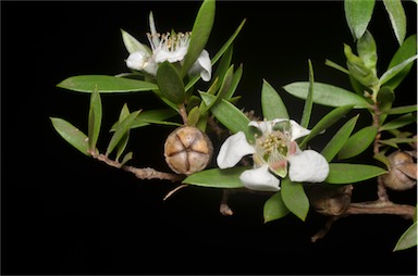 APII jpeg image of Leptospermum grandifolium  © contact APII