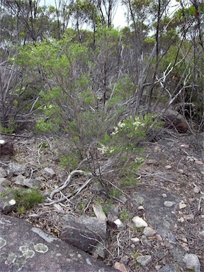 APII jpeg image of Leptospermum continentale  © contact APII