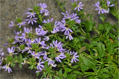 APII jpeg image of Scaevola 'Light Blue'  © contact APII