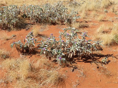 APII jpeg image of Solanum ellipticum  © contact APII