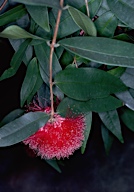 Syzygium wilsonii subsp. wilsonii' - click for larger image