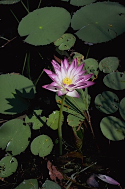 APII jpeg image of Nymphaea gigantea  © contact APII