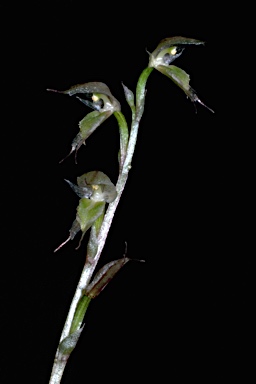 APII jpeg image of Acianthus fornicatus var. fornicatus  © contact APII