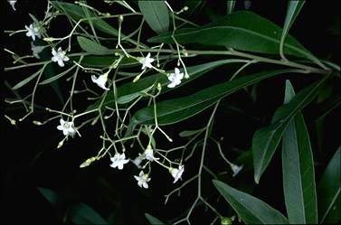 APII jpeg image of Duboisia myoporoides  © contact APII