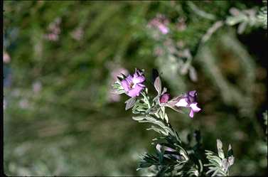 APII jpeg image of Eremophila bowmanii  © contact APII