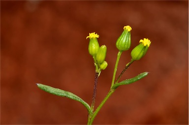 APII jpeg image of Senecio glossanthus  © contact APII