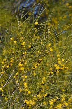 APII jpeg image of Acacia burkittii  © contact APII