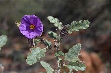 APII jpeg image of Solanum petrophilum  © contact APII