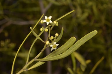 APII jpeg image of Geijera linearifolia  © contact APII