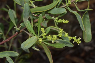 APII jpeg image of Rhagodia preissii subsp. preissii  © contact APII