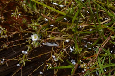 APII jpeg image of Spergularia rubra  © contact APII