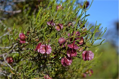 APII jpeg image of Dodonaea stenozyga  © contact APII