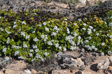 APII jpeg image of Logania crassifolia  © contact APII