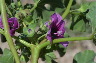 APII jpeg image of Malva arborea  © contact APII