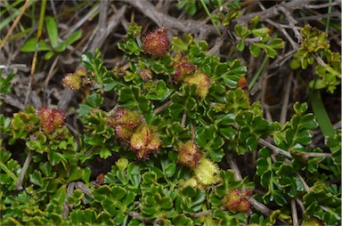 APII jpeg image of Dodonaea humilis  © contact APII