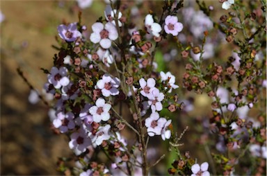 APII jpeg image of Baeckea crassifolia  © contact APII