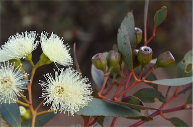 APII jpeg image of Eucalyptus incrassata  © contact APII