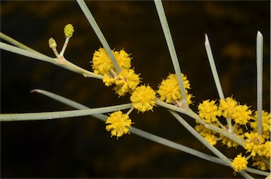 APII jpeg image of Acacia loderi  © contact APII