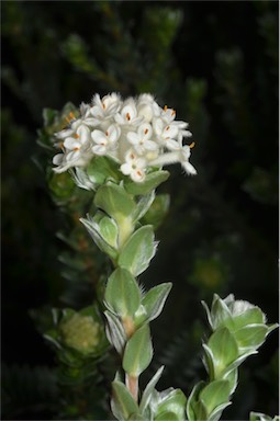 APII jpeg image of Pimelea sp. nov. Schouten Island  © contact APII