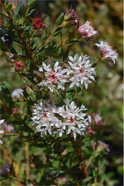 APII jpeg image of Pimelea sylvestris  © contact APII