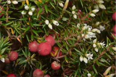 APII jpeg image of Leptecophylla parvifolia  © contact APII