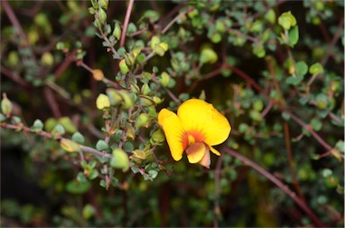 APII jpeg image of Bossiaea cordigera  © contact APII