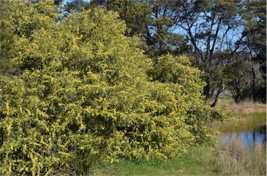 APII jpeg image of Acacia rubida  © contact APII