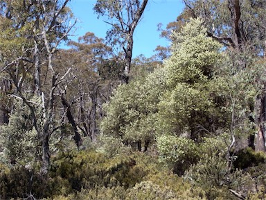 APII jpeg image of Hakea lissosperma  © contact APII