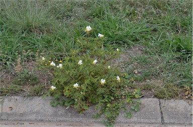 APII jpeg image of Solanum sisymbriifolium  © contact APII