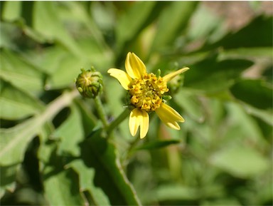 APII jpeg image of Bidens subalternans var. subalternans  © contact APII