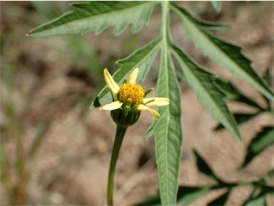 APII jpeg image of Bidens subalternans var. subalternans  © contact APII