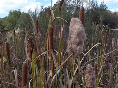 APII jpeg image of Typha orientalis  © contact APII