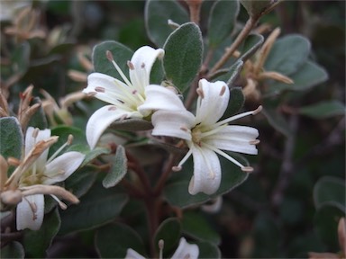 APII jpeg image of Correa alba var. alba  © contact APII