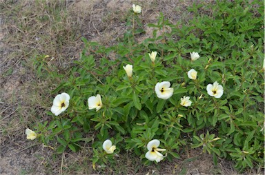 APII jpeg image of Turnera subulata  © contact APII