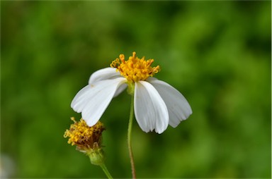 APII jpeg image of Bidens alba  © contact APII