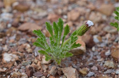 APII jpeg image of Ixiochlamys cuneifolia  © contact APII