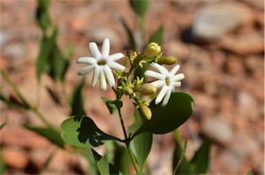 APII jpeg image of Jasminum calcareum  © contact APII