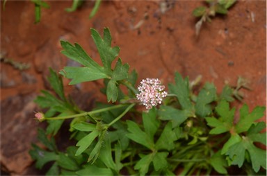 APII jpeg image of Trachymene gilleniae  © contact APII