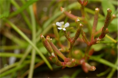 APII jpeg image of Stylidium despectum  © contact APII