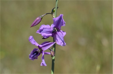 APII jpeg image of Arthropodium fimbriatum  © contact APII